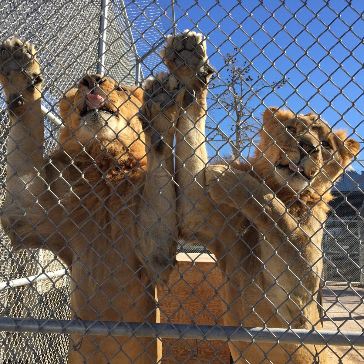 Lion Habitat Ranch (Henderson) - All You Need to Know BEFORE You Go
