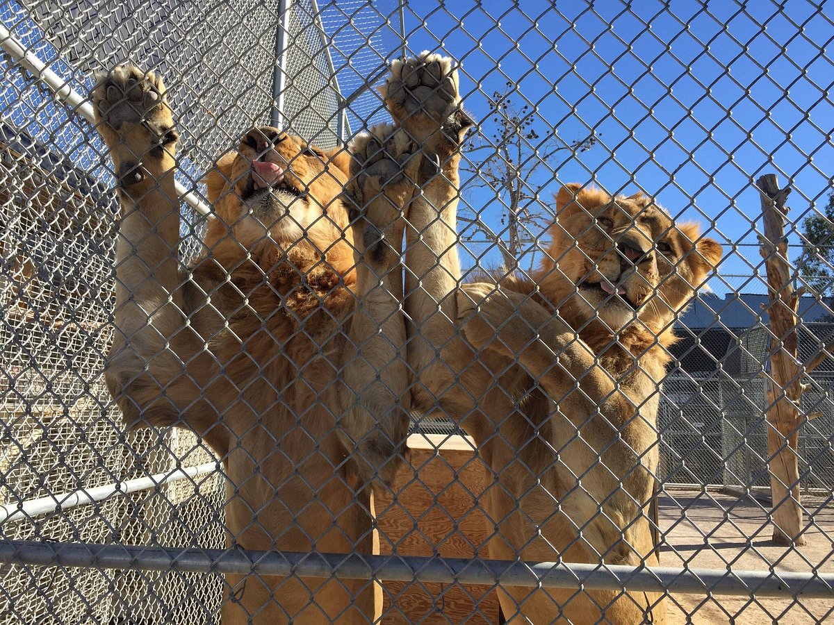 Lion Habitat Ranch (Henderson) - All You Need to Know BEFORE You Go
