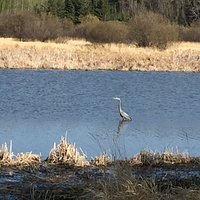 Blue Heron along Red Willow Trail