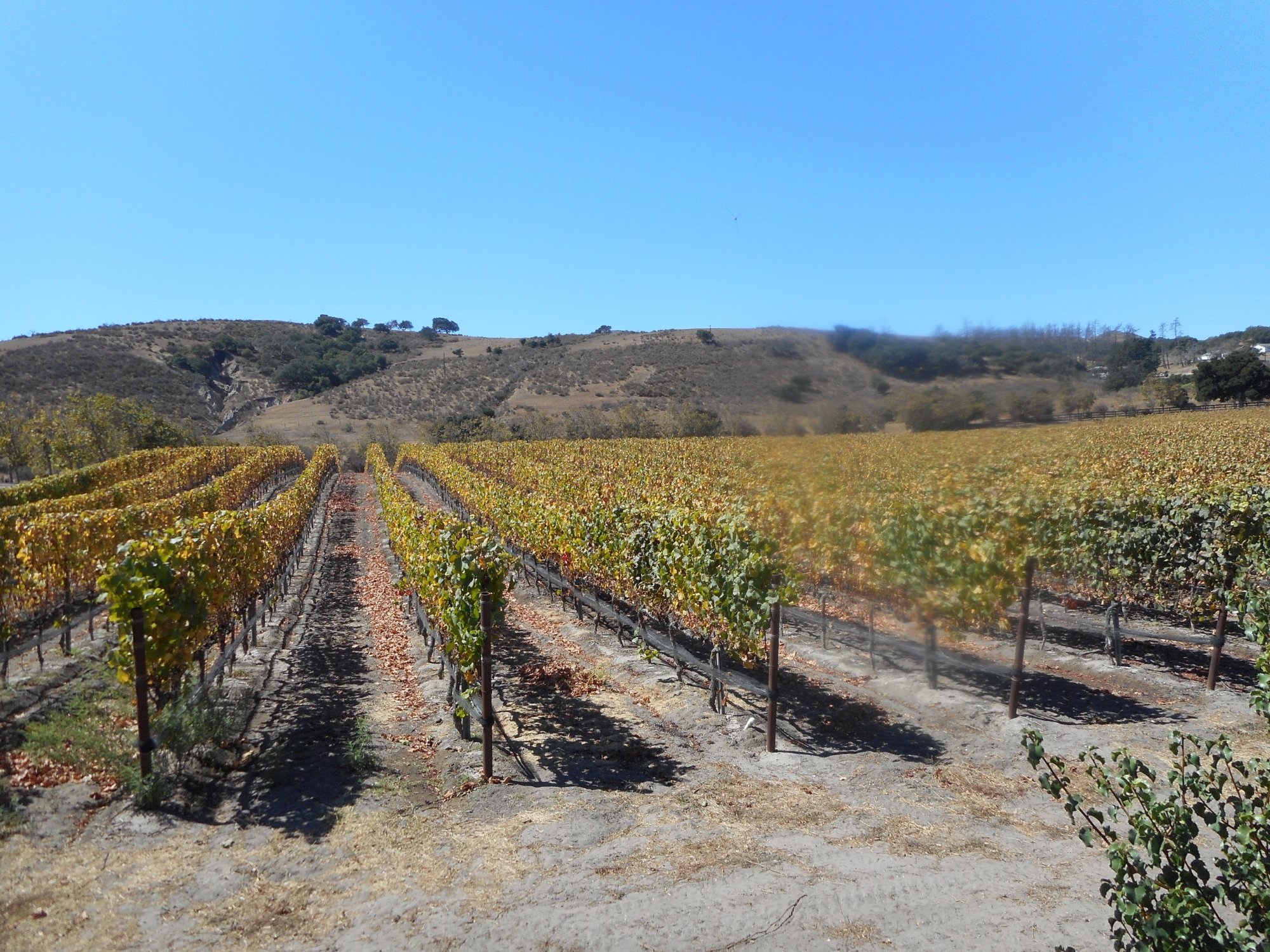 Foley Estates Vineyard Winery Lompoc All You Need To Know BEFORE   The Vines 