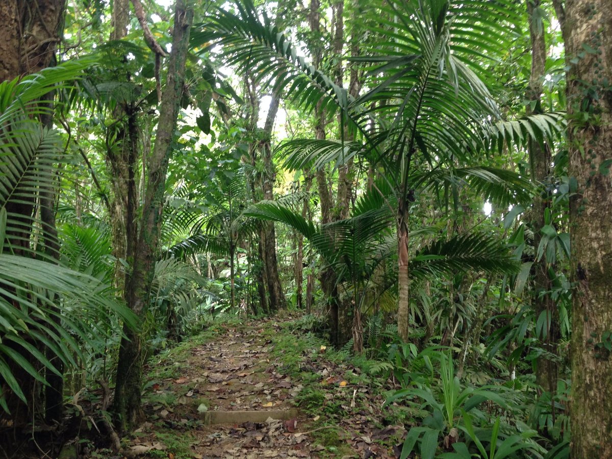 En Bas Saut Trail (St. Lucia) - All You Need to Know BEFORE You Go