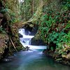 Things To Do in Quinault River-Pony Bridge Day Hike, Restaurants in Quinault River-Pony Bridge Day Hike