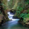 Things To Do in Olympic National Park and Forest Lake Quinault Tours, Restaurants in Olympic National Park and Forest Lake Quinault Tours