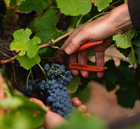 Up close and personal - hand harvesting