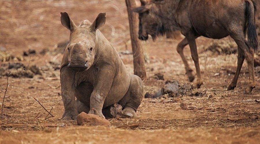 Game Viewing 