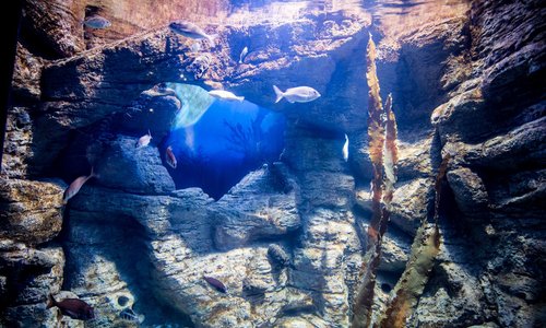 Aquarium