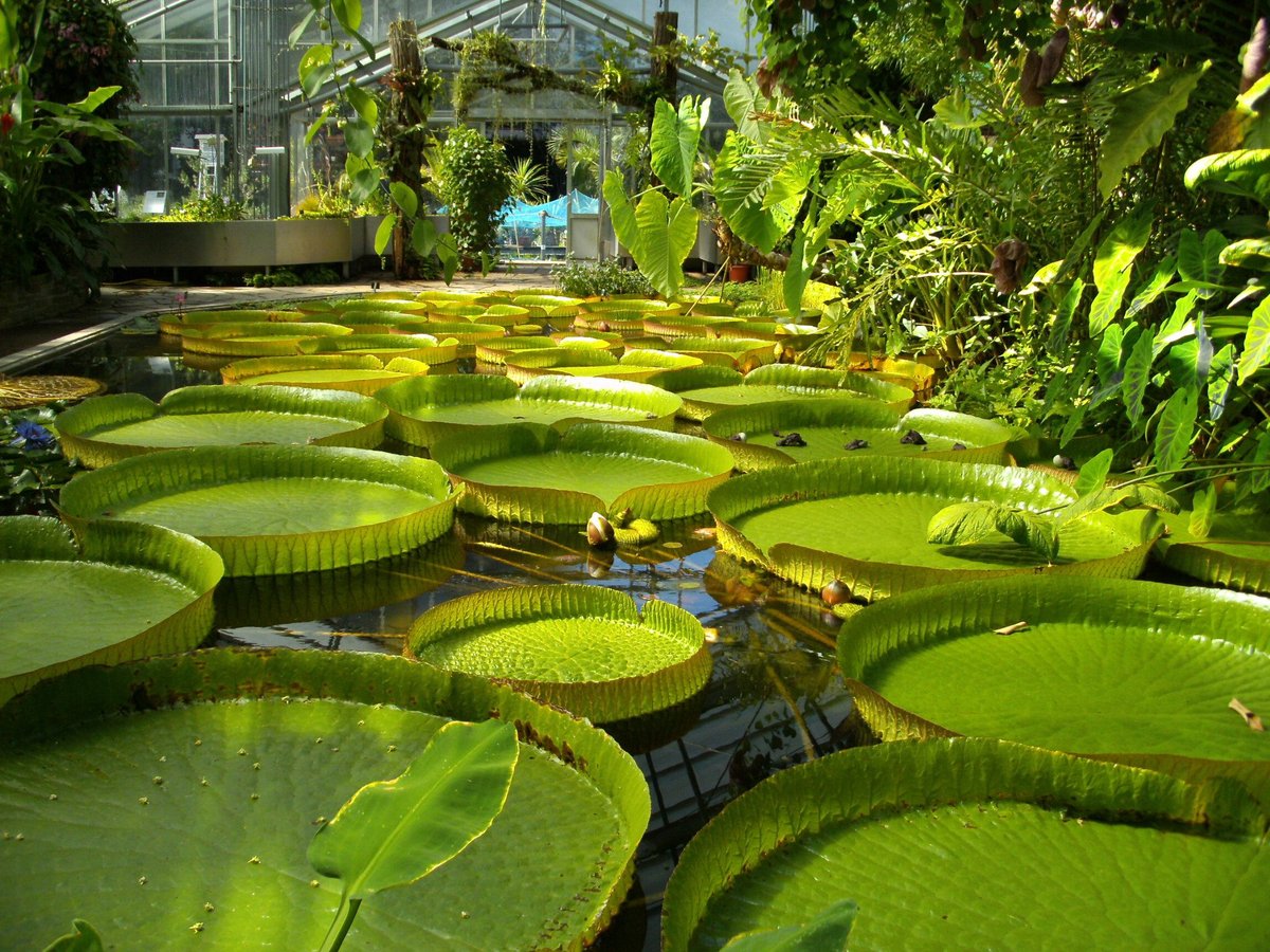 Botanical Garden, Bonn, Бонн: лучшие советы перед посещением - Tripadvisor