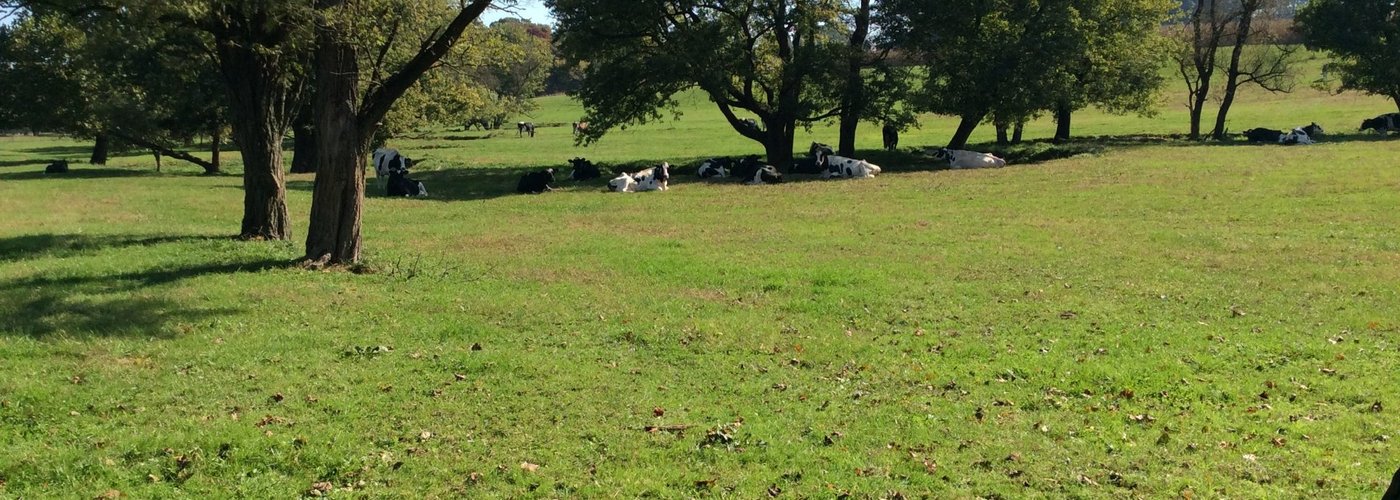 the cows kept their "eyes" on me