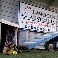 Charlie, 5 month old puppy detection trainee