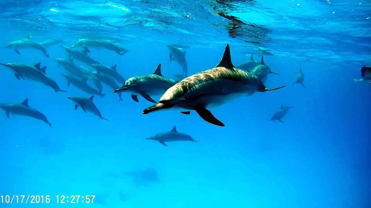 Sataya Dolphin Reef, Марса-Алам: лучшие советы перед посещением -  Tripadvisor