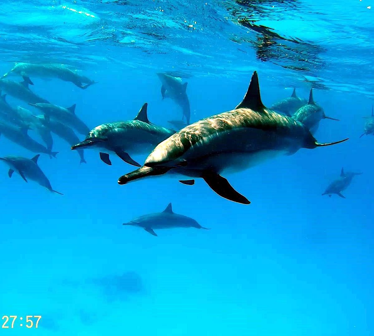 Sataya Dolphin Reef, Марса-Алам: лучшие советы перед посещением -  Tripadvisor