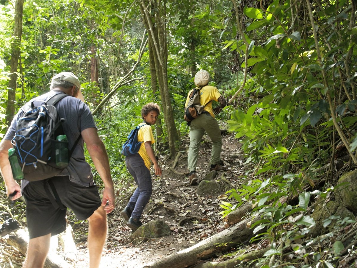 Footsteps Rainforest Hiking Tours - All You Need to Know BEFORE You Go ...