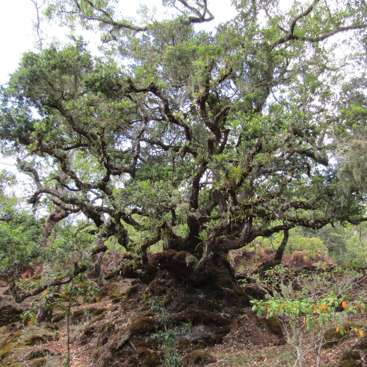 GUNUNG MUTIS NATURAL RESERVE (2024) All You Need to Know BEFORE You Go ...