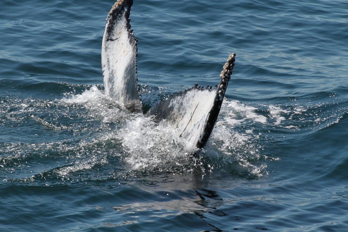 New England Aquarium Whale Watch, Бостон: лучшие советы перед посещением -  Tripadvisor