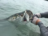 Light Tackle Adventure Tarpon Fishing - All You Need to Know