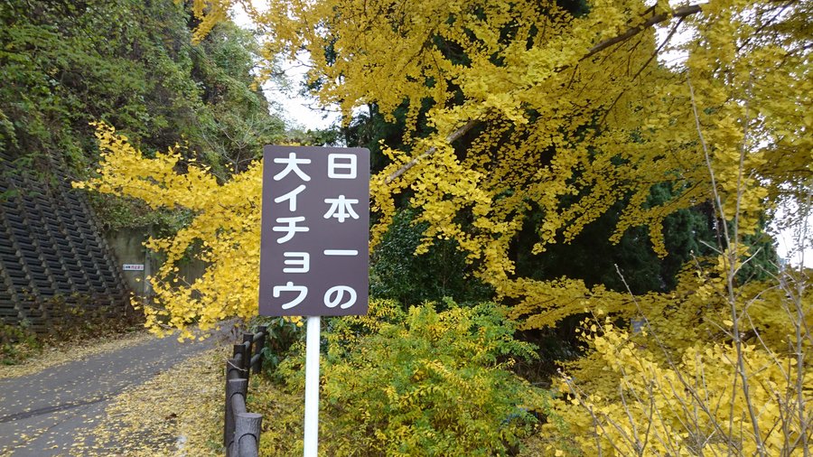 はるばる来ました。一見の価値あります。