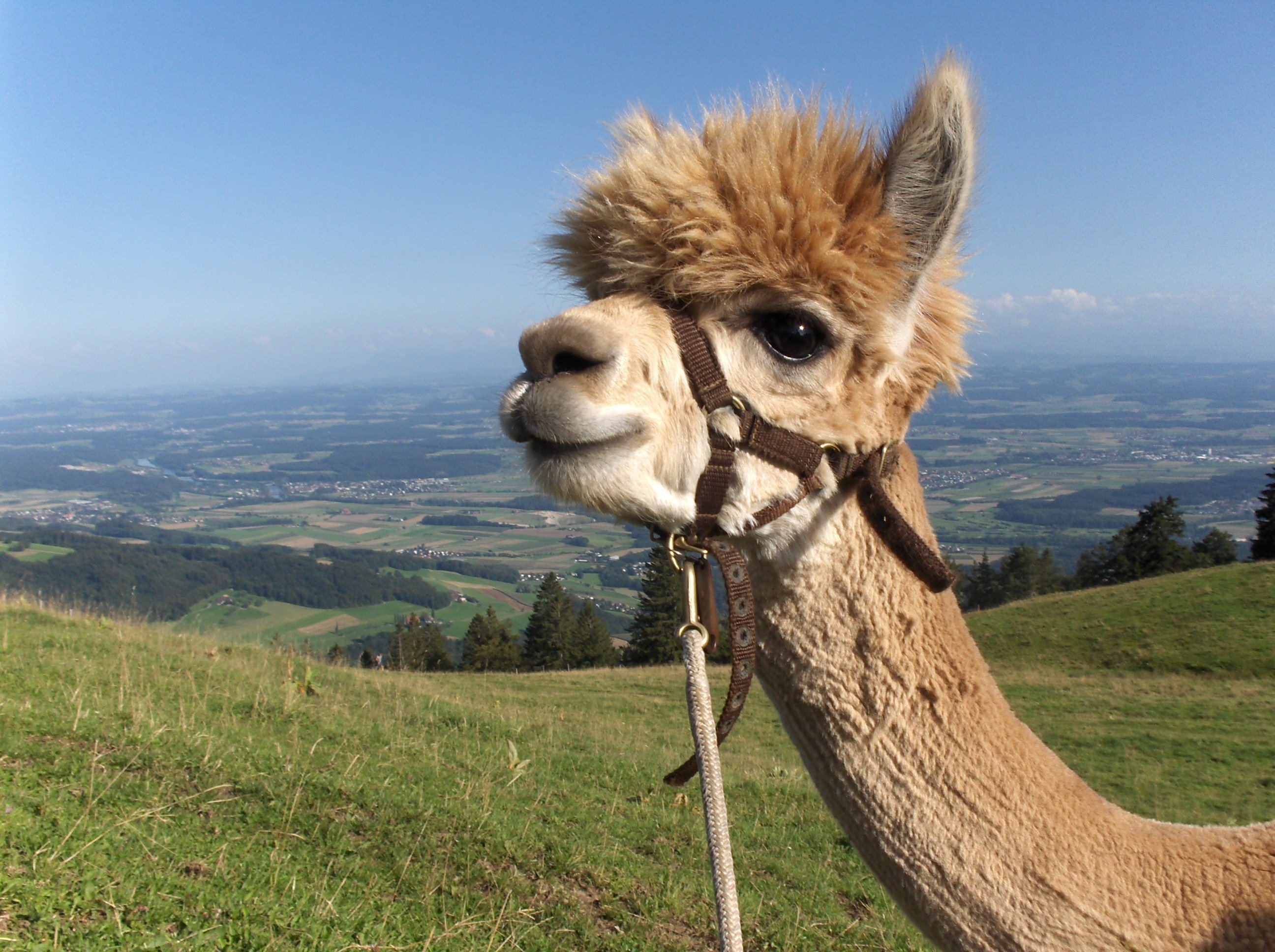 Alpaka Trekking on the Mountain Balmberg