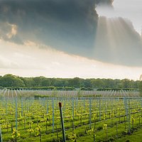 Oxney Organic Estate