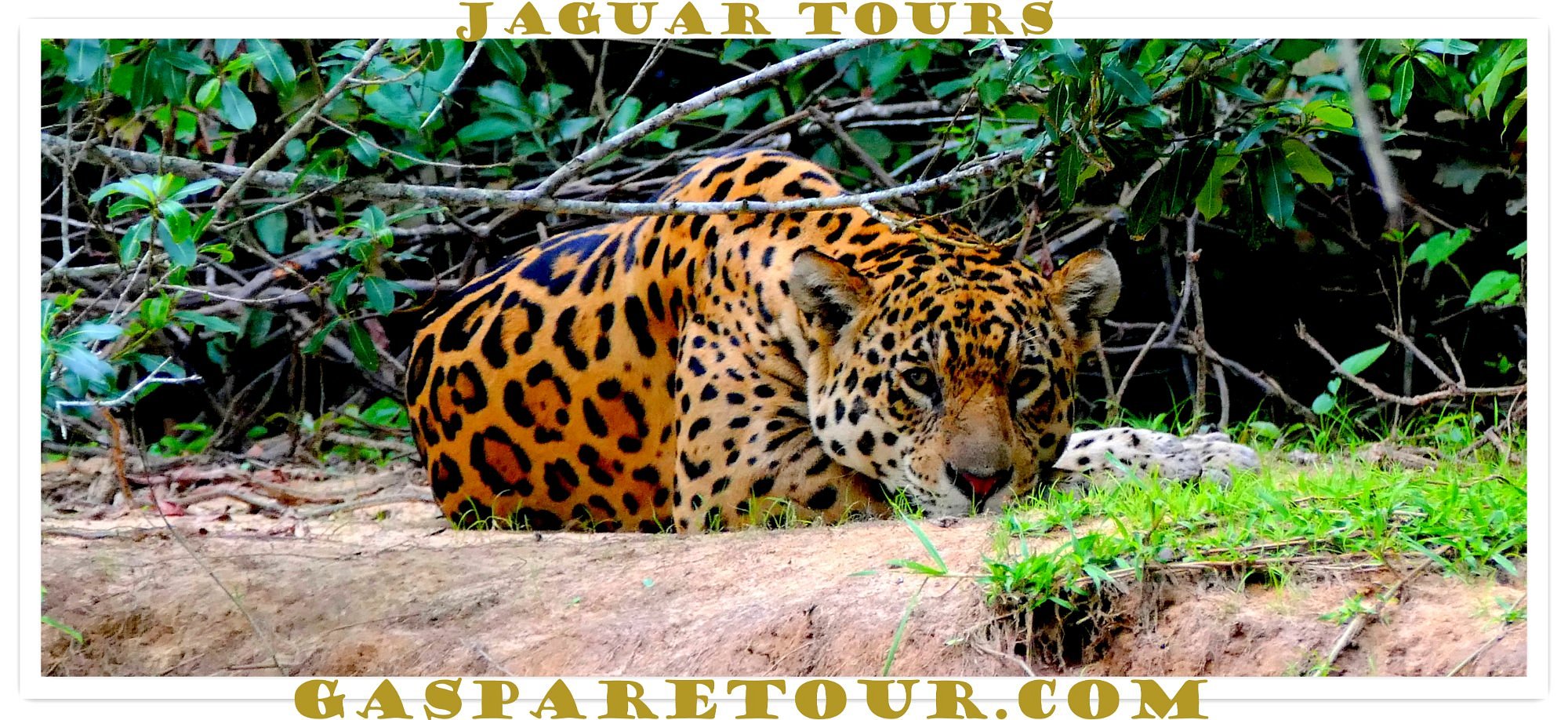 pantanal tours from cuiaba