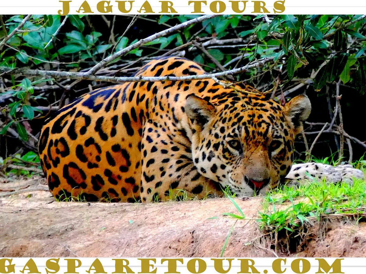 gaspare tour pantanal