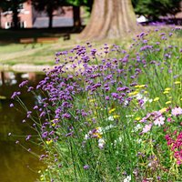 Summer flowers