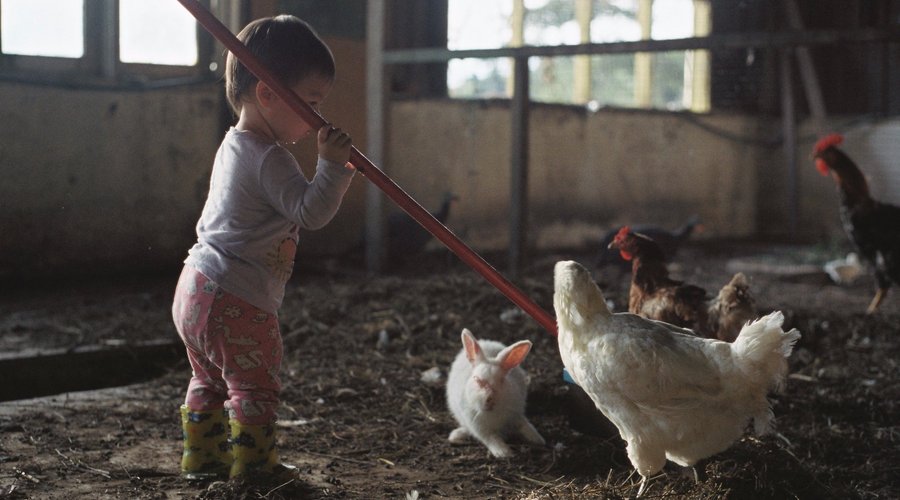 Great for children to join in our farm life