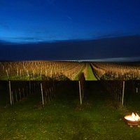 Beleuchteter Weinberg