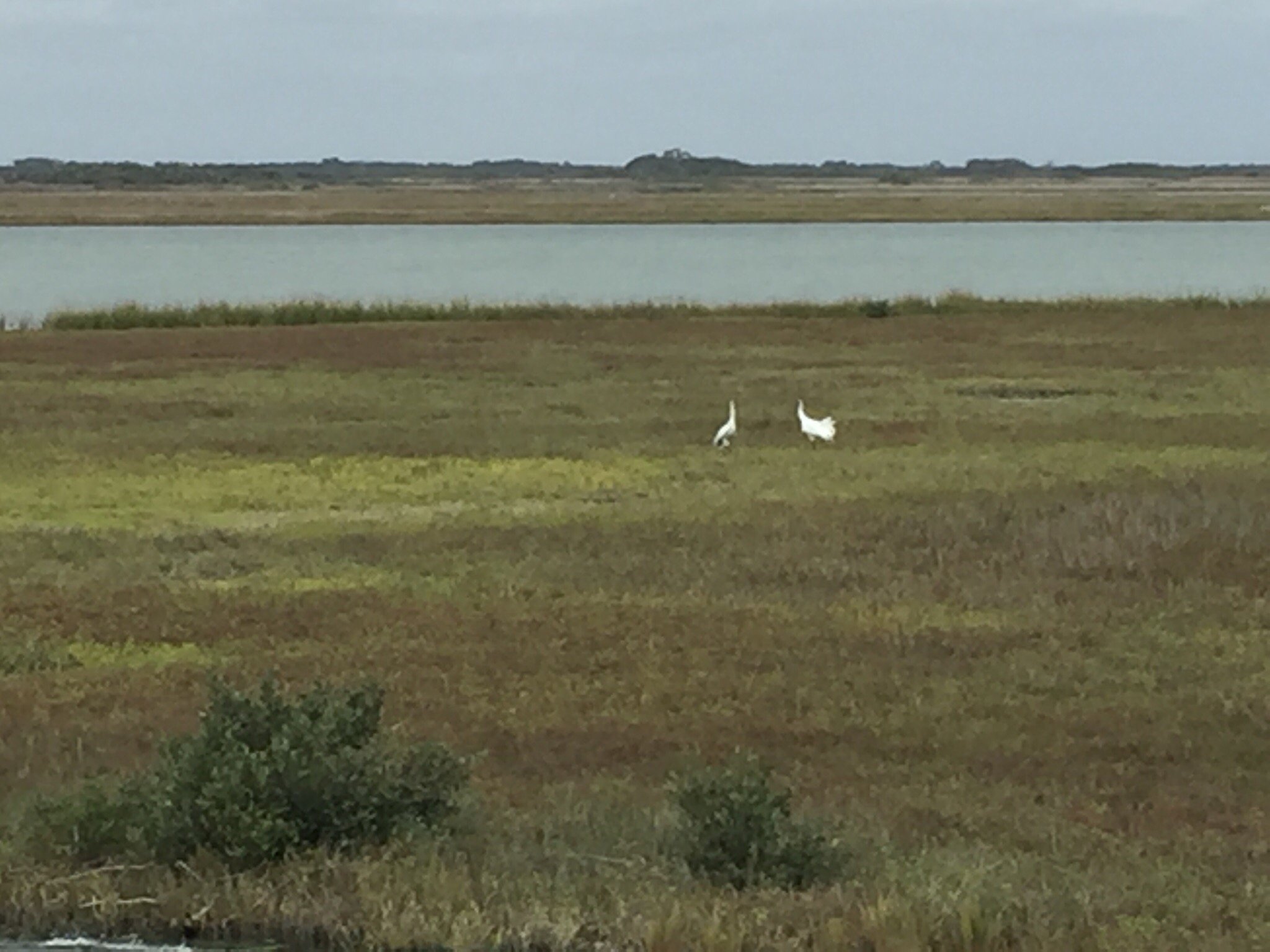 Whooping Crane Boat Tours Wharf Cat (Port Aransas) Lo que se debe