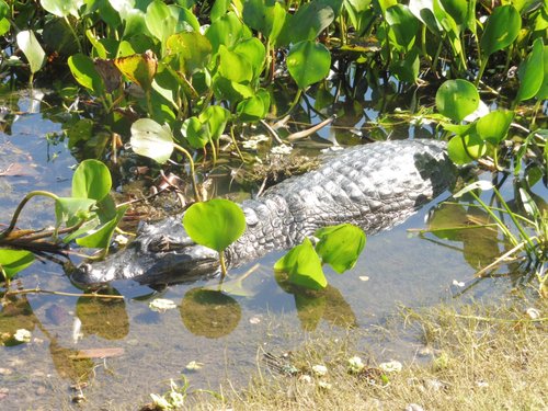 O Que Fazer no Pantanal? 17 Passeios e Atrações em 2023