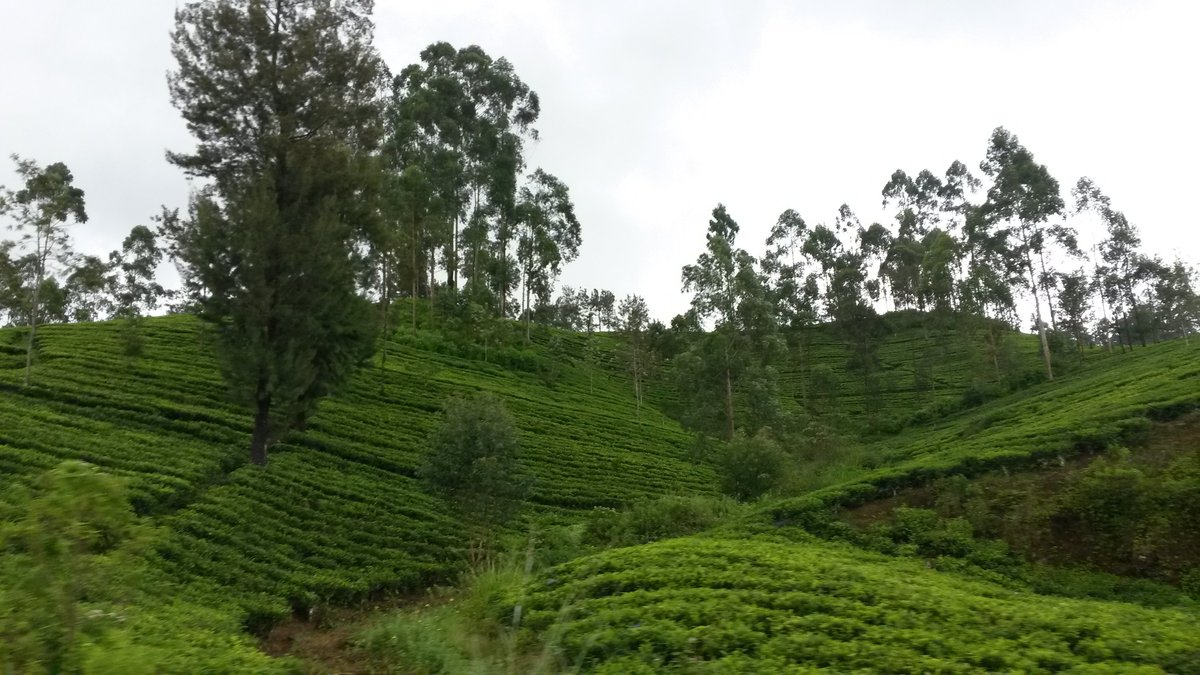 SIMPLY SRI LANKAN TOURS Tutto quello che c'è da sapere (2025)