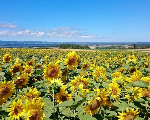 21年 大空町で絶対外さないおすすめ観光スポットトップ10 定番から穴場まで トリップアドバイザー