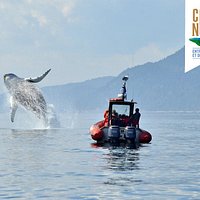 Croisière aux baleines