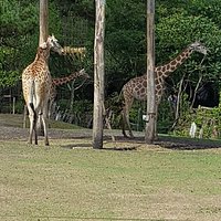 les girafes
