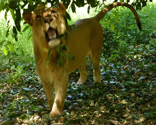 THE 10 BEST Mauritius Nature & Wildlife Areas (with Photos) THE 10 BEST Mauritius Nature & Wildlife Areas (with Photos)