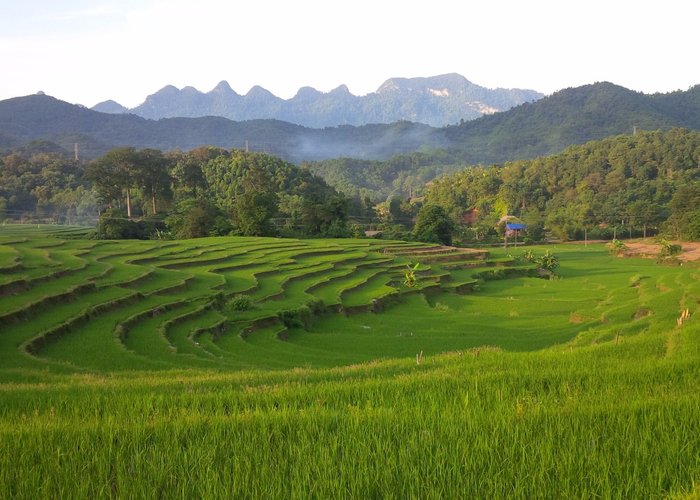 another terraced rice field