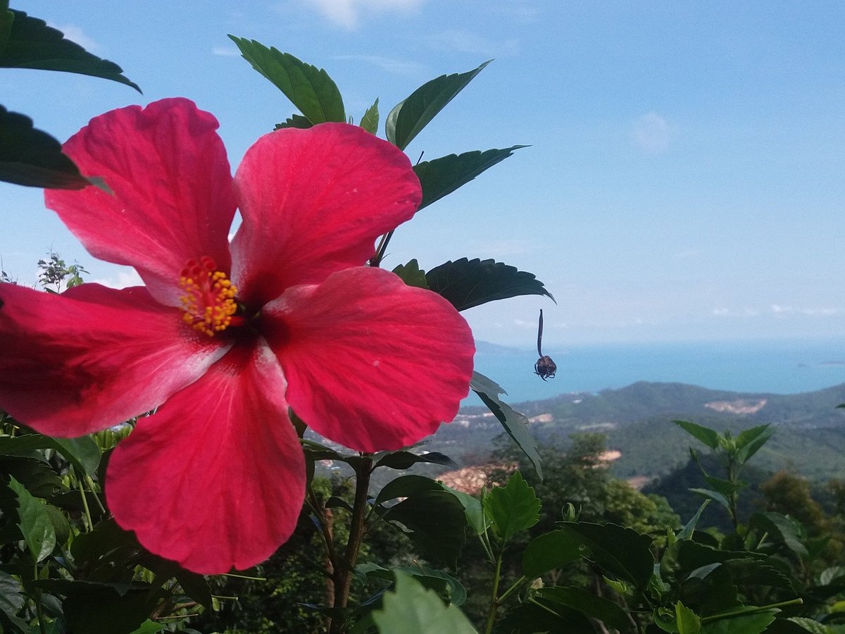 Hiking on Samui - Day Tours, Самуй: лучшие советы перед посещением -  Tripadvisor