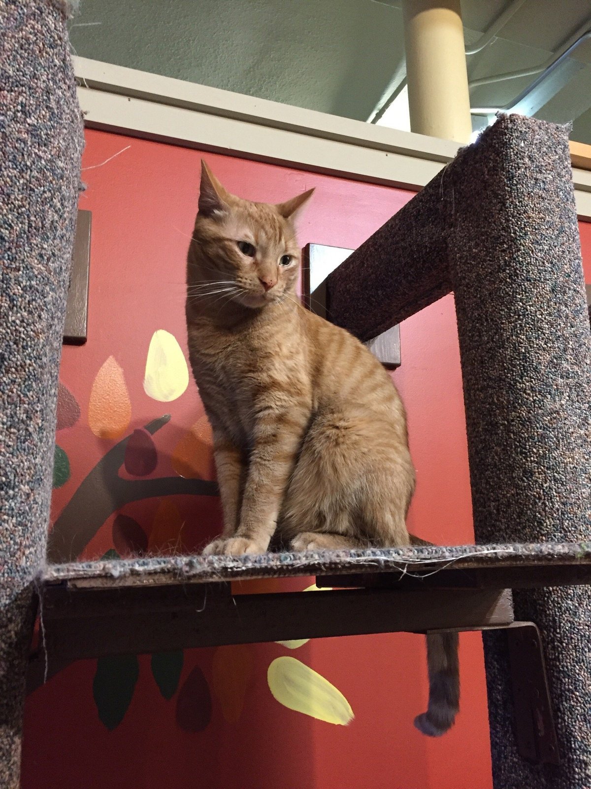 Mad Dogs and Crazy Cats becomes Stark County's first cat café