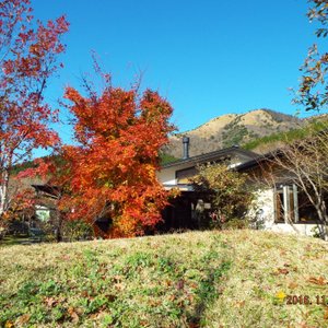 レストラン庭の紅葉