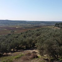 Mony Winery