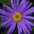solocoloreviola