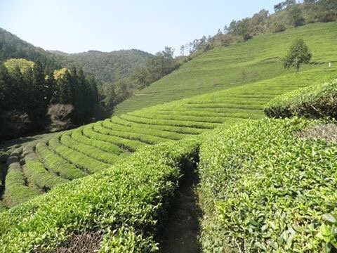 2023年 Boseong Green Tea Field Daehan Dawon - 行く前に！見どころを