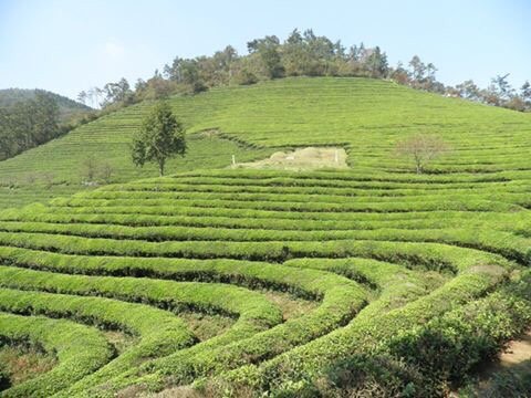 2023年 Boseong Green Tea Field Daehan Dawon - 行く前に！見どころを