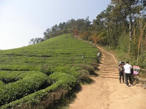 2023年 Boseong Green Tea Field Daehan Dawon - 行く前に！見どころを