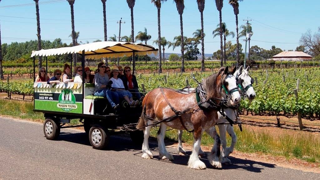 swan valley wagon tours reviews