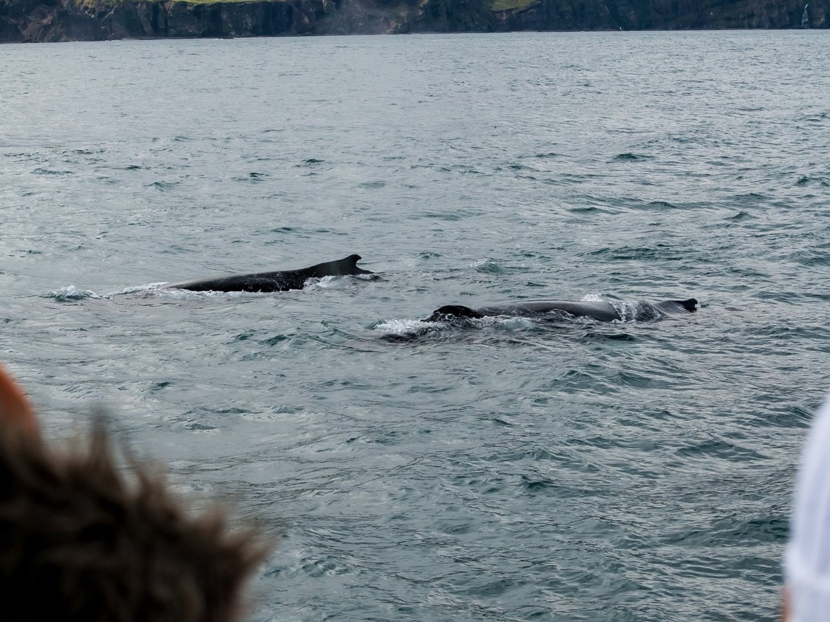 Salka Whale Watching, Хусавик: лучшие советы перед посещением - Tripadvisor