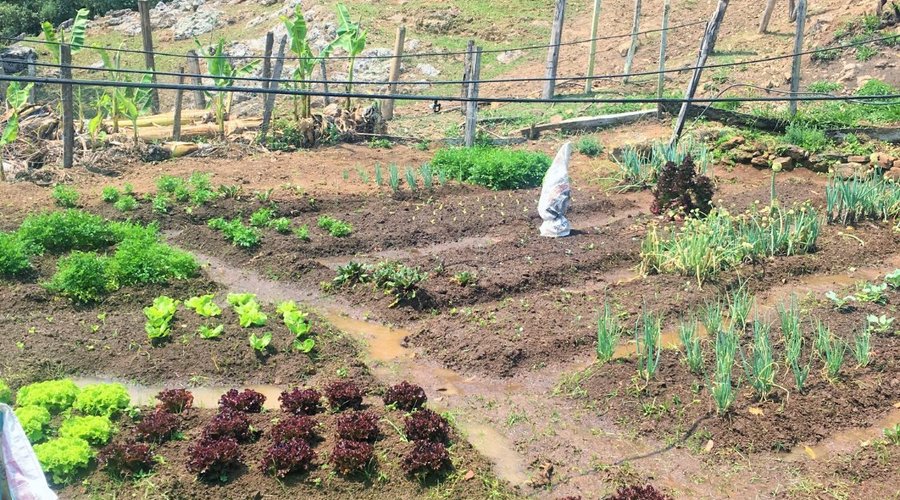 Horta orgânica, alimentação saudável.