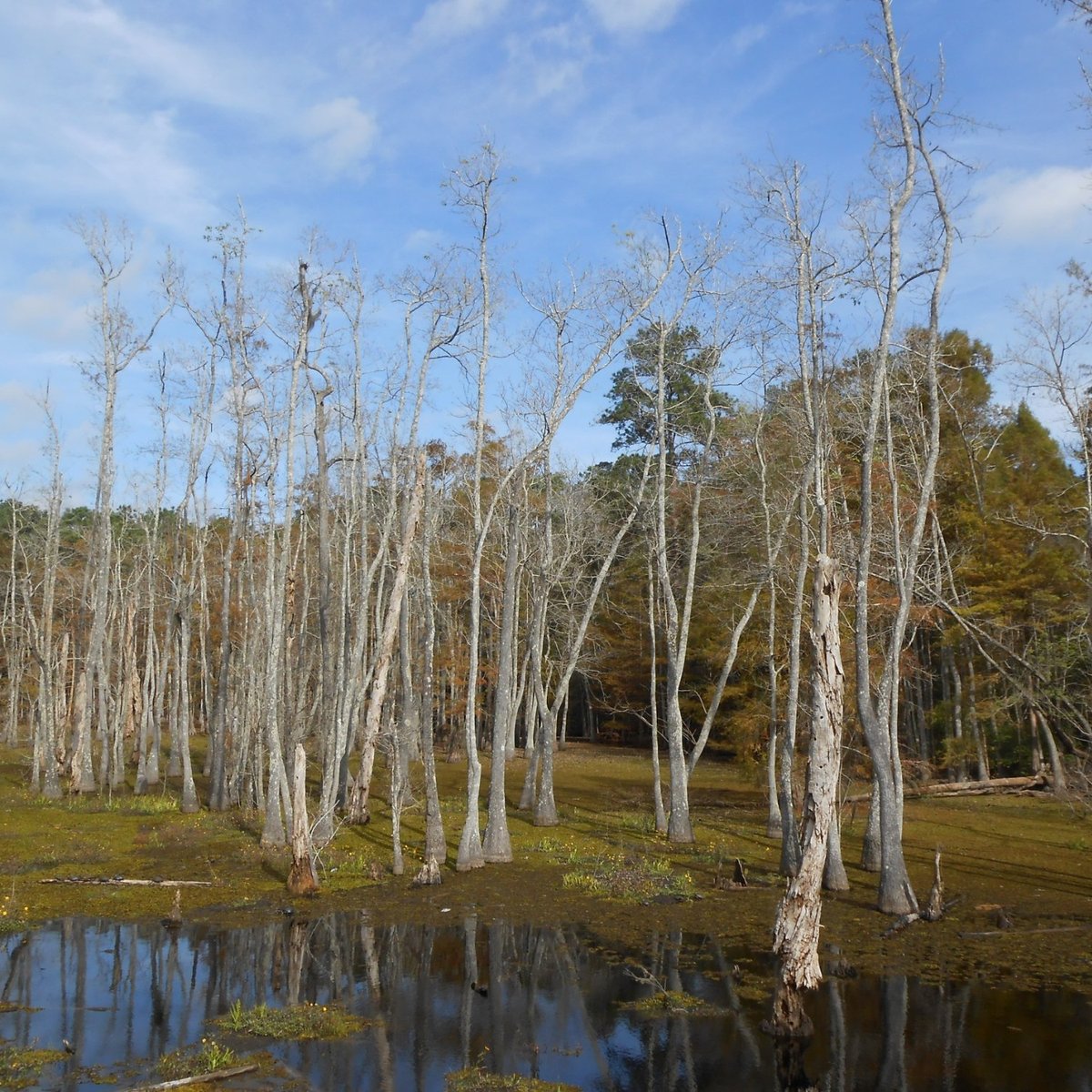 sam-houston-jones-state-park-lake-charles-all-you-need-to-know