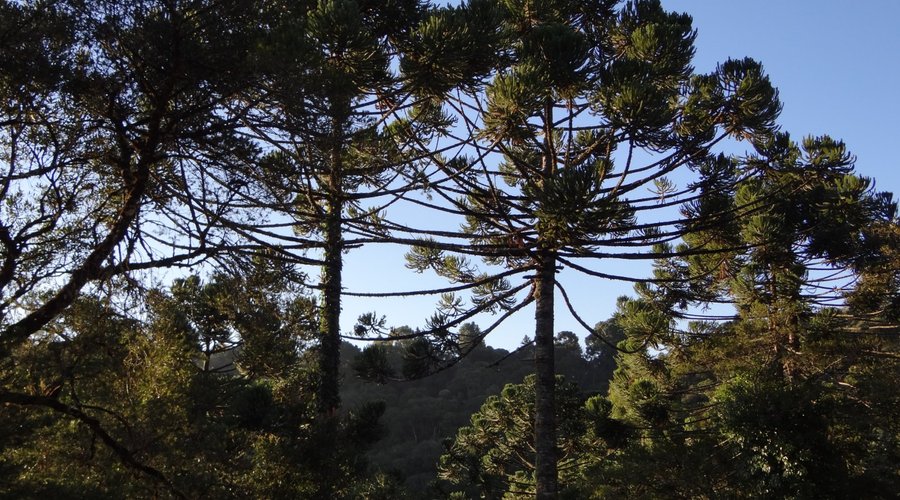 Jardim da pousada