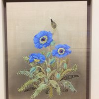 ヒマラヤの青いケシ
