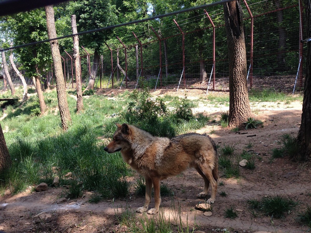 Budakeszi Wildlife Park: лучшие советы перед посещением - Tripadvisor